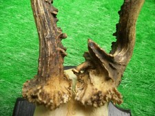 abnormer Gabler Rehbock