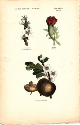 Antike handkolorierte - antike,