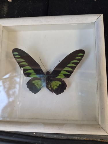 Eingebürgerter schmetterling - eingebürgerter,