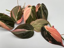 Philodendron Micans pink variegata Stecklinge