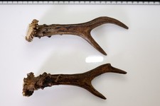 2 Geweihstangen vom Reh Geweih