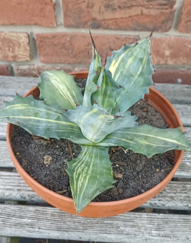 Agave salmiana ferox variegata - salmiana,