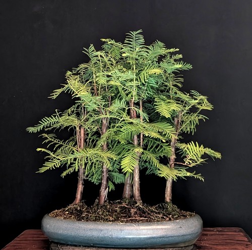 Bonsai urweltmammutbaum - bonsai,