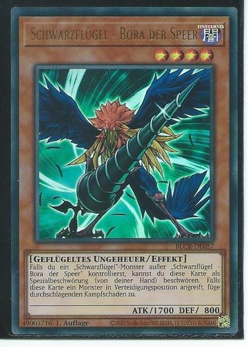 Schwarzflügel bora - oh,