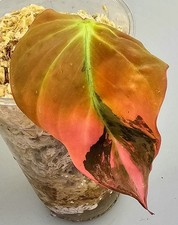 Sehr schöne Philodendron Micans Pink Ferrari AY60