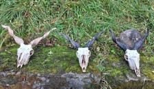 3 Tierschädel mit gedrehten Hörnern, Zackelschaf Trophäe, Halloween Deko, Gothik