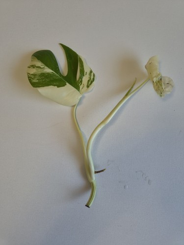 Seltene monstera deliciosa - seltene,
