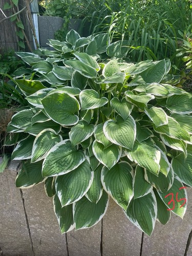 Hosta funkie - hosta,