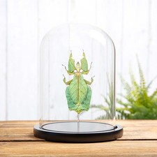 Giant Leaf Taxidermy insect in