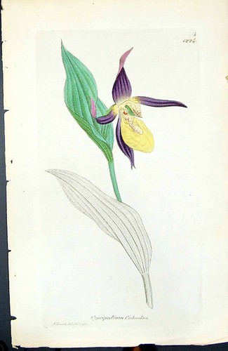 Alter druck cypripedium - alter,