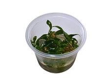 Philodendron mini midget - 'mini, midget'