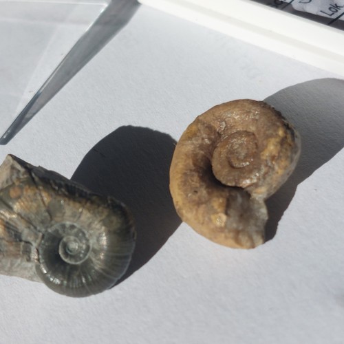 Ammonit lytoceras 15 - lytoceras, 15´