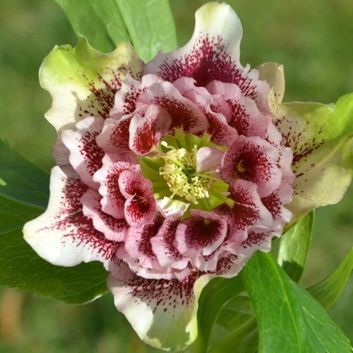 Lenzrose double ellen spotted - double,