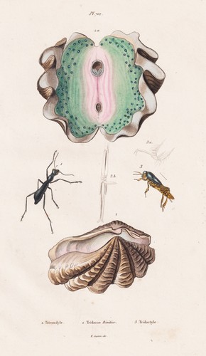 Tridacna riesenmuschel - tridacna,