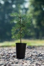 10 Stück XL Topfpflanzen