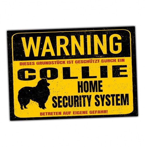 Collie langhaarcollie dog - collie,