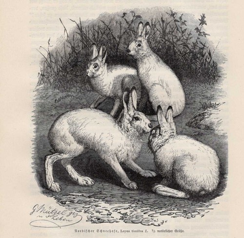 Schneehase - , (lepus