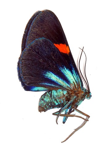 Lepidoptera geometridae - lepidoptera,,