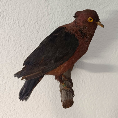 Präparat einer gimpeltaube - präparat,