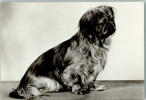 Pekinese 10143132 - pekinese,
