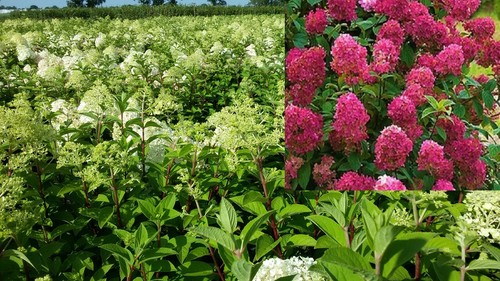 Hydrangea wim red l - red, 5