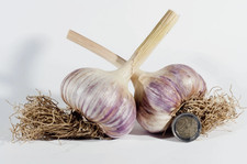 Original Ljubascha Knoblauch