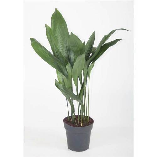 Aspidistra elatior