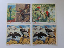 4 Stück Margarine Voss Kunstbilder Turmfalke Grünflügel-Ara 2 x Kondor