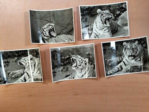 Konvolut fotos tiger raubkatze - fotos,