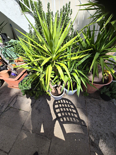 Yucca palme zimmerpflanze - yucca-palme,