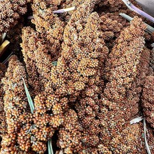 Französische Kolbenhirse Rot