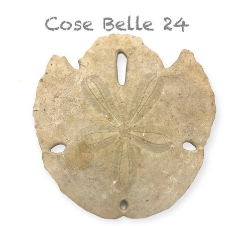 Clypeaster fossil meereskeks - clypeaster,