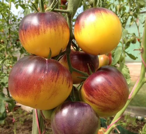 Tomate great white - tomate, •