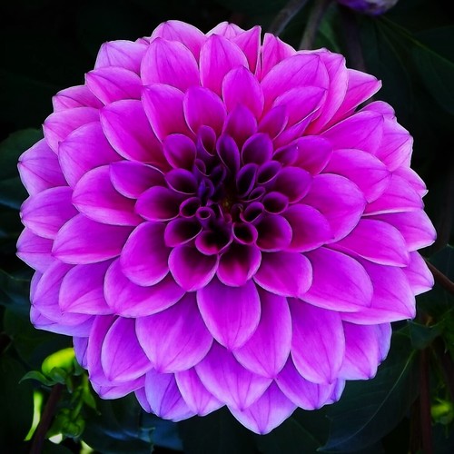Dahlien - @,
