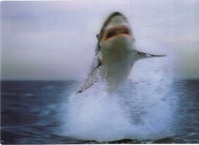 3 -D - Ansichtskarte: Weißer