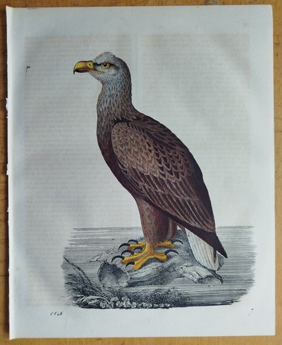 Seeadler buch der welt - seeadler,