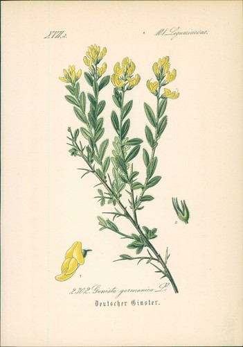 Chromolithographie deutscher - chromolithographie,