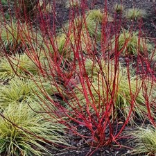 Purpur Hartriegel BATON ROUGE 60-70 cm im Container