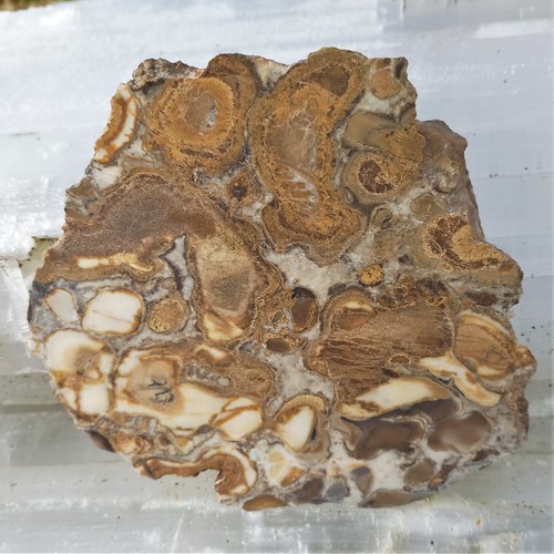 Anschliff ozeanjaspis kg - ozeanjaspis,