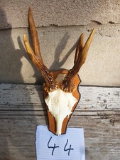 abnormes Rehbock Geweih / echtes Rehgeweih / abnormes Rehgehörn / Geweih 44