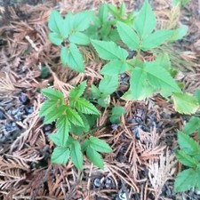 10 X Giersch / Geißfuß