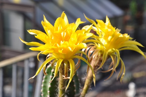 Trichocereus hybride kakteen - trichocereus-hybride,,