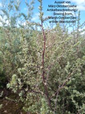 Ruthenisches Salzkraut,Salsola tragus,Russian thistle,tumbleweed,180 seeds,samen