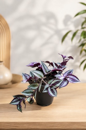 Zebrakraut tradescantia - zebrakraut, (tradescantia