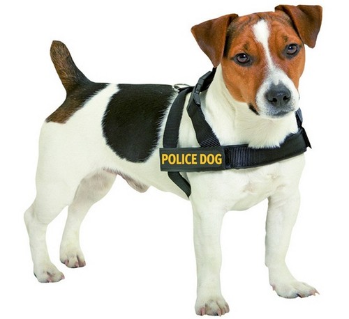 Geschirr doggy talk für - geschirr,