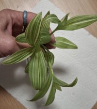 Tradescantia Albo-Vittata 