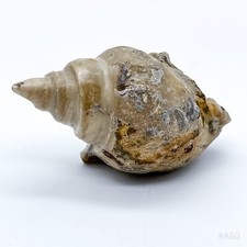 Fossil, versteinerte Schnecke