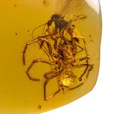 SPINNE MIT BEUTE in Burmesisch / Burmit Amber Fossil / 100% Echt Bernstein 