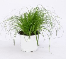 Zitronengras  Pflanze für die Wohnung drinnen Zimmerpflanze gross pflegeleicht