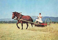 PFERDE Horses Cheval Kutsche